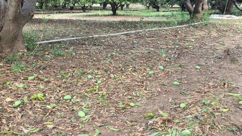 Mango, paddy farmers bear brunt of unseasonal rains in Telangana’s Mancherial