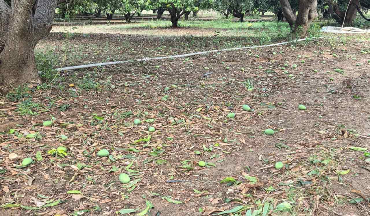Mango, paddy farmers bear brunt of unseasonal rains in Telangana’s Mancherial