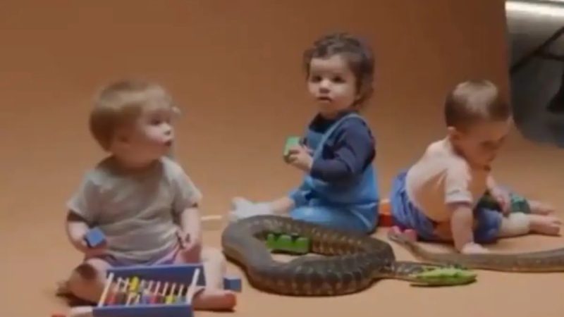 Video: Babies Play With Snake, What Scientists Discovered Will Surprise You