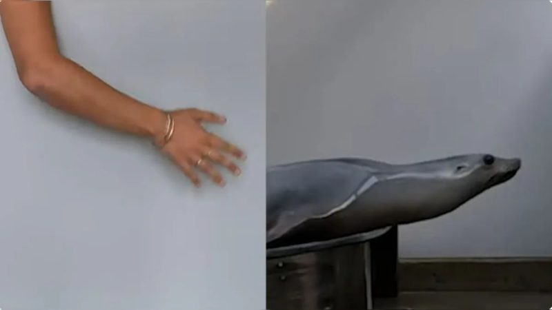 Watch: Ronan The Sea Lion Demonstrates Superior Rhythm Skills Over Humans