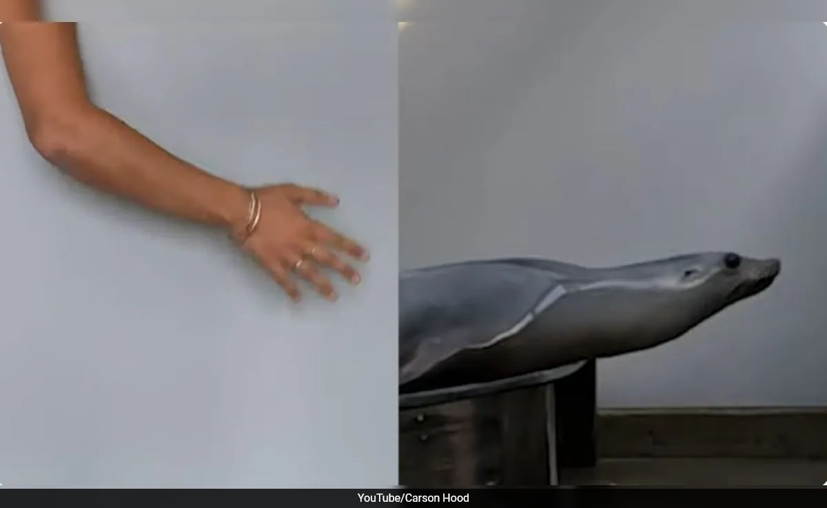 Watch: Ronan The Sea Lion Demonstrates Superior Rhythm Skills Over Humans