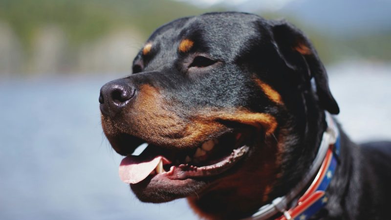4-Month-Old Baby Attacked By Pet Rottweiler Dog In Gujarat, Dies: Cops