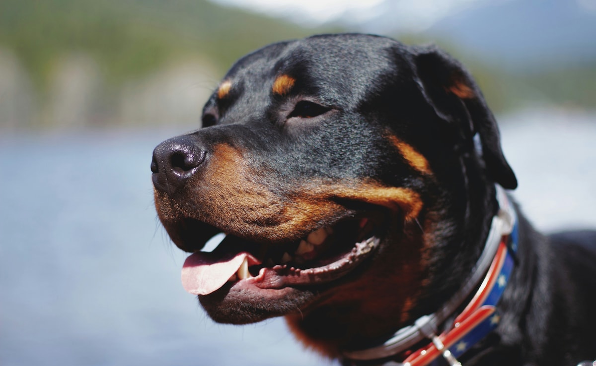 4-Month-Old Baby Attacked By Pet Rottweiler Dog In Gujarat, Dies: Cops