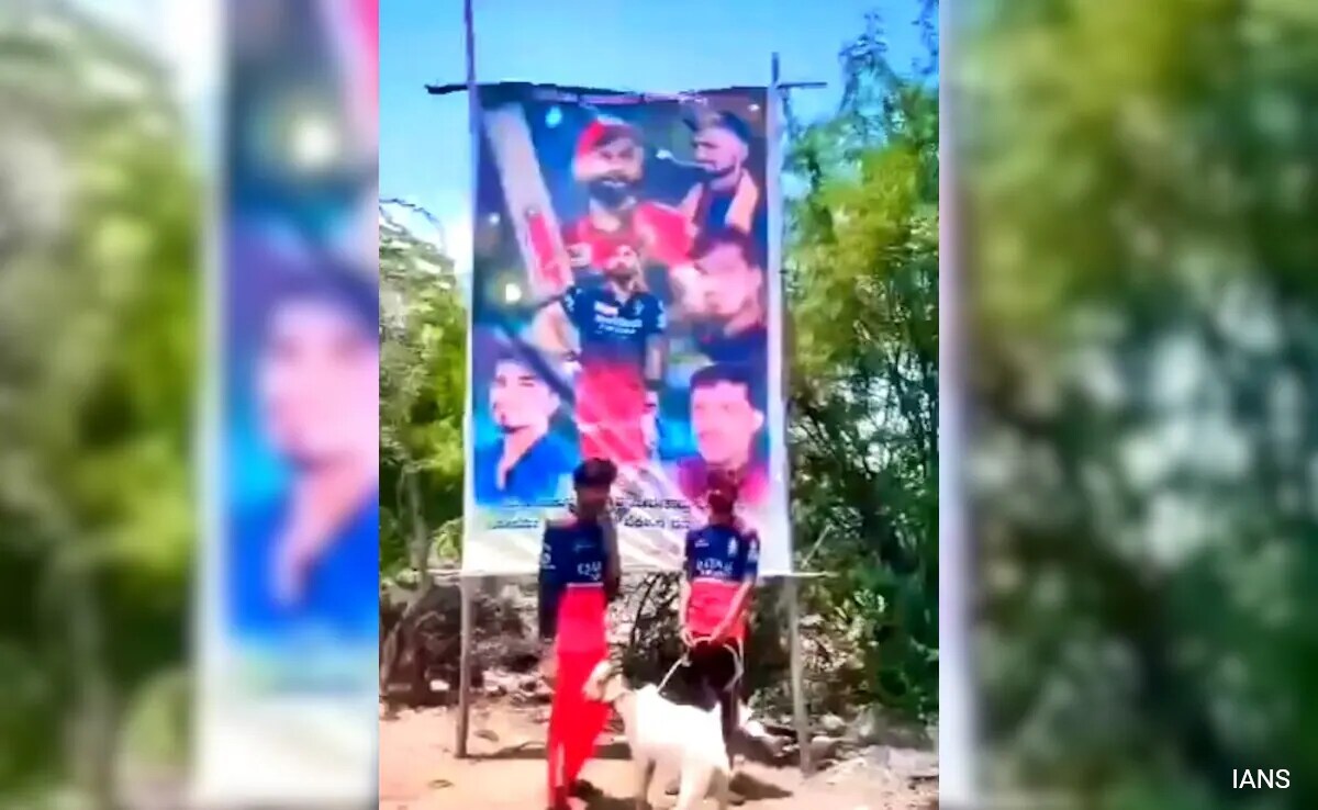 3 RCB Fans Arrested For Sacrificing Goat In Front Of Virat Kohli Cutout: Cops