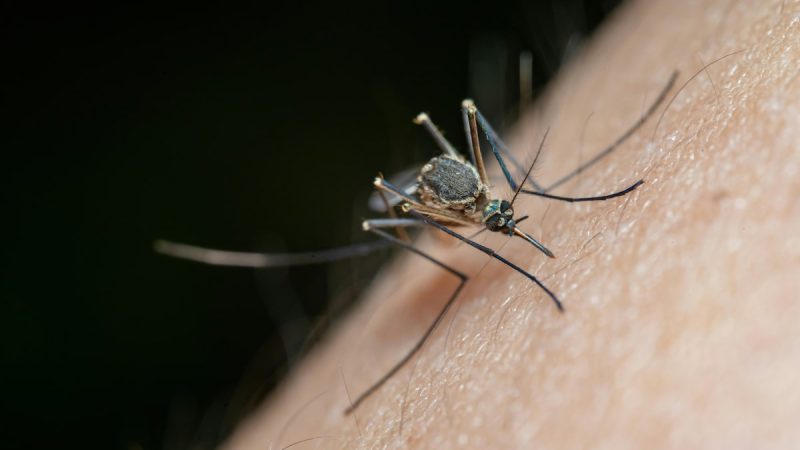Why Mosquitoes Are More Attracted To Some Individuals? Study Explains