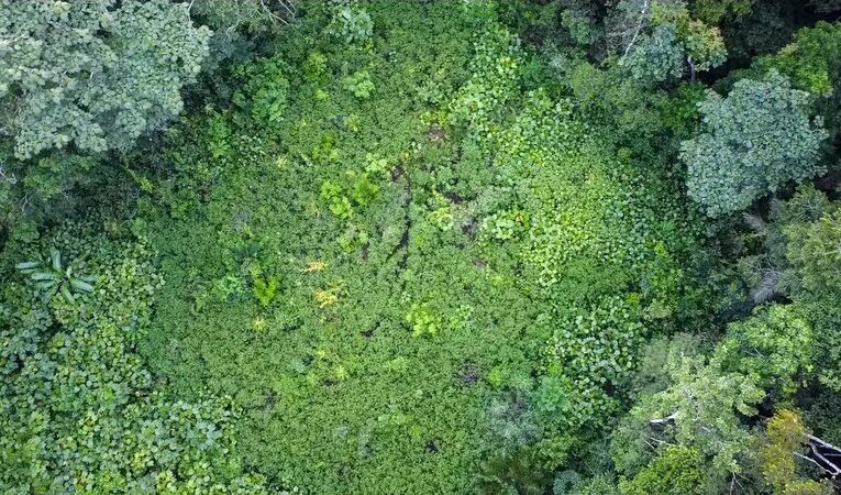 Five survive Bolivia plane crash in alligator-filled swamp