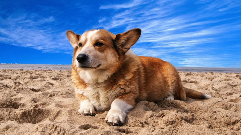 US Man Dies Attempting To Rescue Dog From San Francisco Ocean Beach