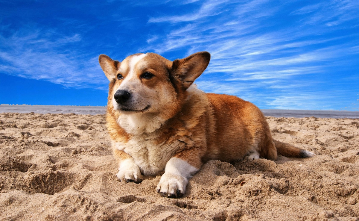 US Man Dies Attempting To Rescue Dog From San Francisco Ocean Beach