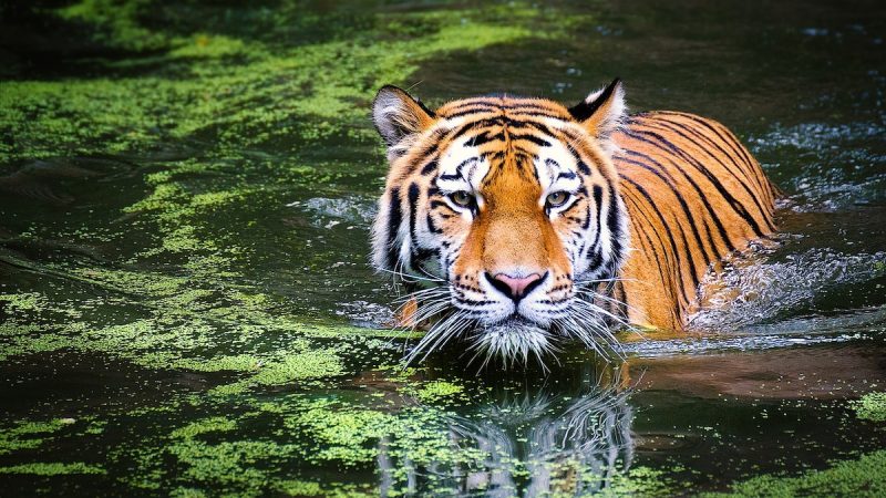 Tiger Kills Man In Madhya Pradesh's Balaghat, Eats Up Half His Body