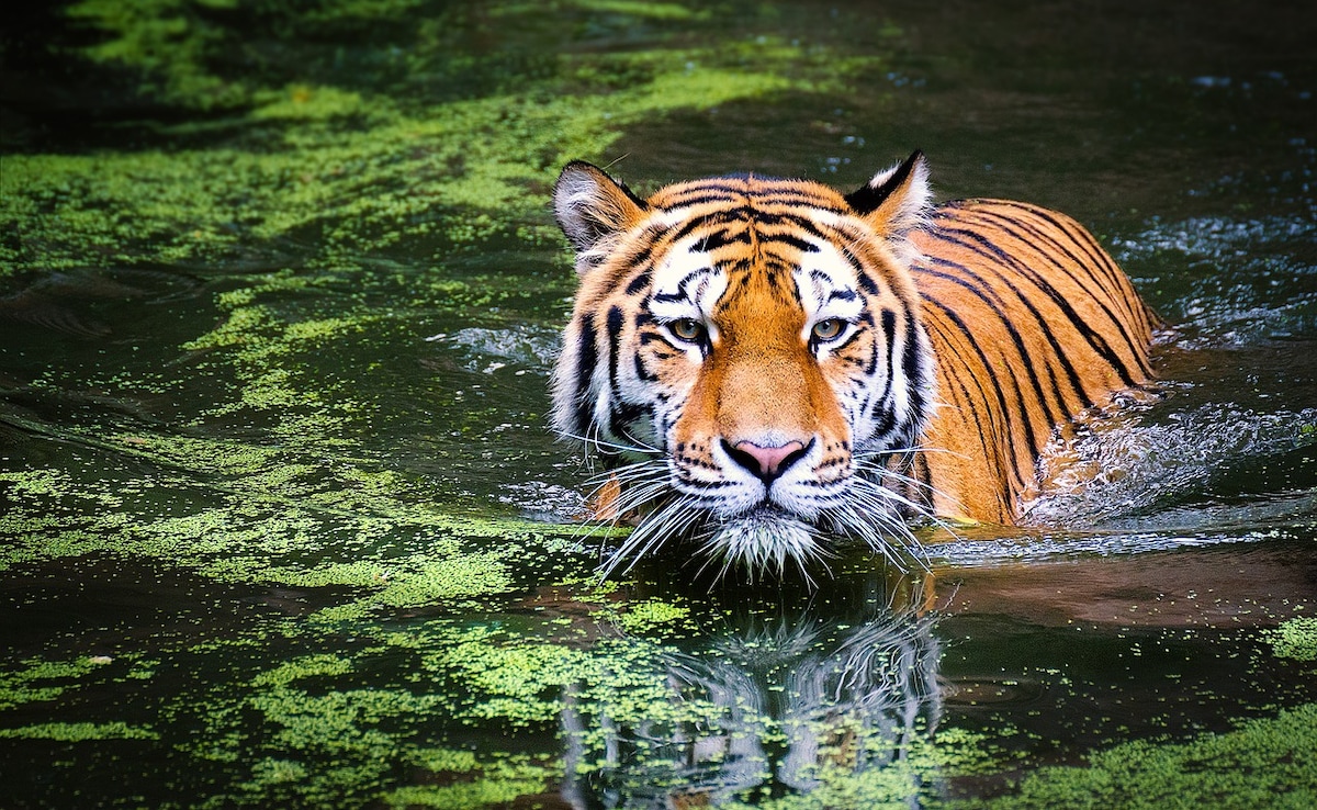 Tiger Kills Man In Madhya Pradesh's Balaghat, Eats Up Half His Body