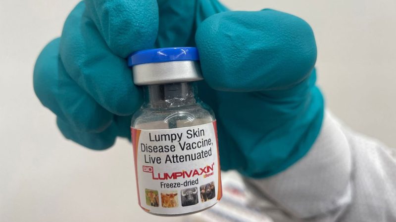 Biovet, subsidiary of Hyderabad-based Bharat Biotech, launches vaccine for Lumpy Skin Disease