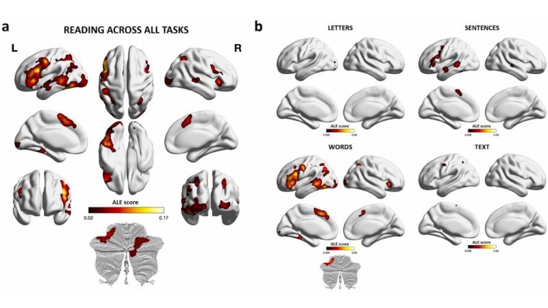 What Happens in Your Brain When You Read? New Study Maps the Reading Mind