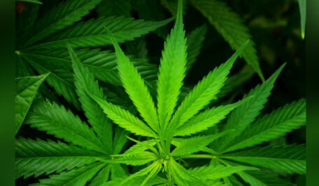 Hyderabad: Drug peddlers recruiting elderly persons as ‘courier agents’