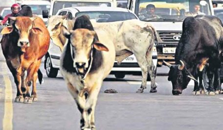 Man booked for leaving cattle on NH 44 in Telangana’s Adilabad