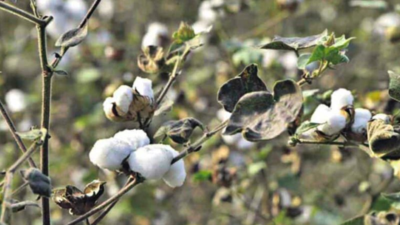 Massive cotton procurement irregularities unfold, thousands of farmers rendered poorer in Telangana
