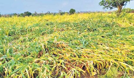 Telangana: Minister promises to pay compensation to damaged crops