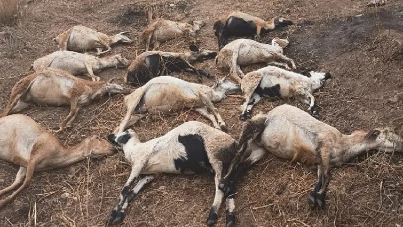 Telangana: 30 sheep die, 40 fall sick in Peddapalli