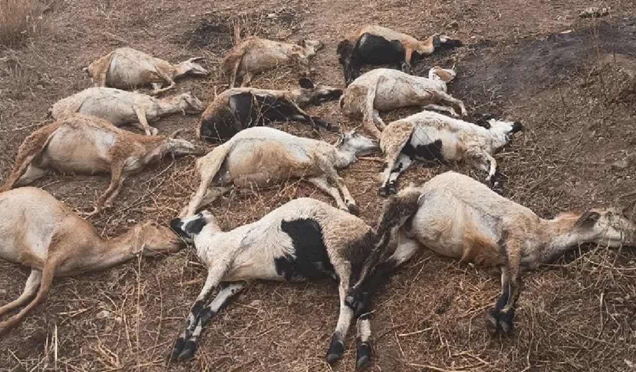 Telangana: 30 sheep die, 40 fall sick in Peddapalli