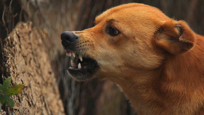 Spotted deer killed by stray dogs in Mancherial