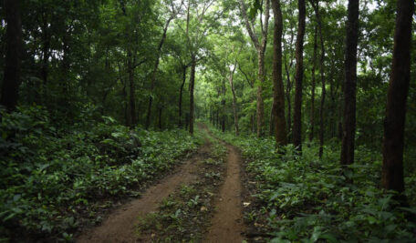 Telangana: Forest officials thwart attempt to encroach forest land in Kothagudem