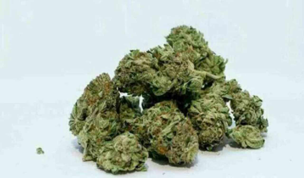 Ganja being sold in form of cigarettes in Nirmal