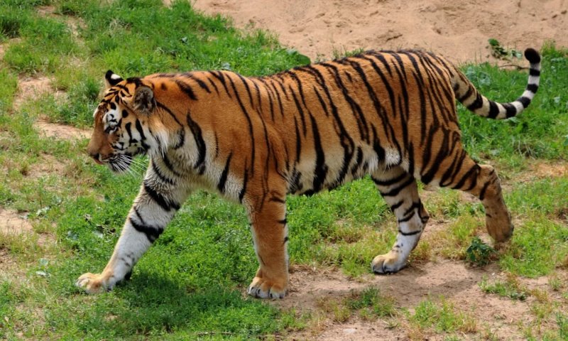Telangana: Poaching of tigers goes on unabated in erstwhile Adilabad