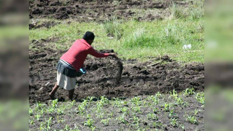 Another blow for Telangana farmers: Government slashes subsidy on green manure seeds