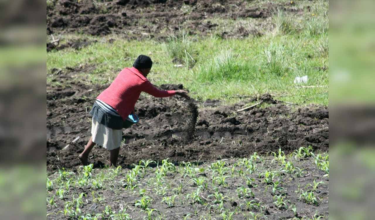 Another blow for Telangana farmers: Government slashes subsidy on green manure seeds