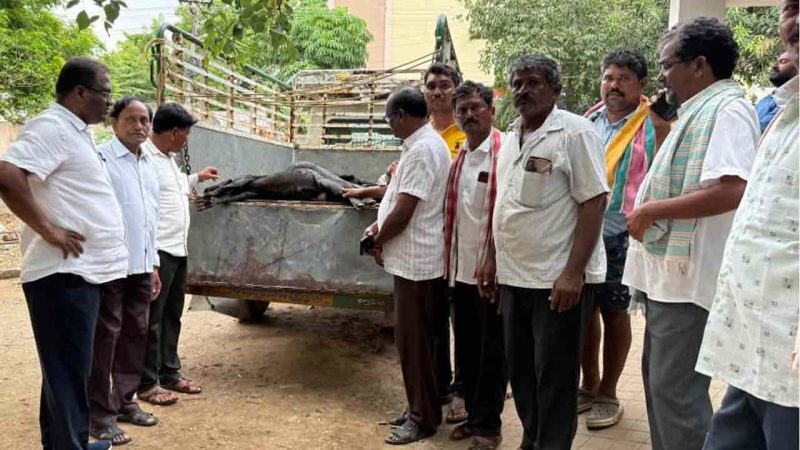 Scores of goats die in suspicious manner in Telangana’s Khammam