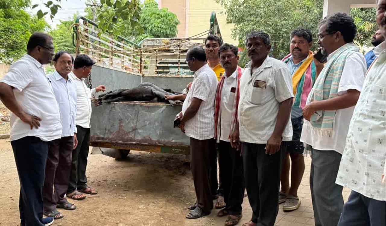 Scores of goats die in suspicious manner in Telangana’s Khammam