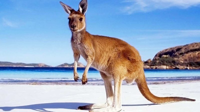 Loose pet kangaroo keeps police hopping in a Colorado town