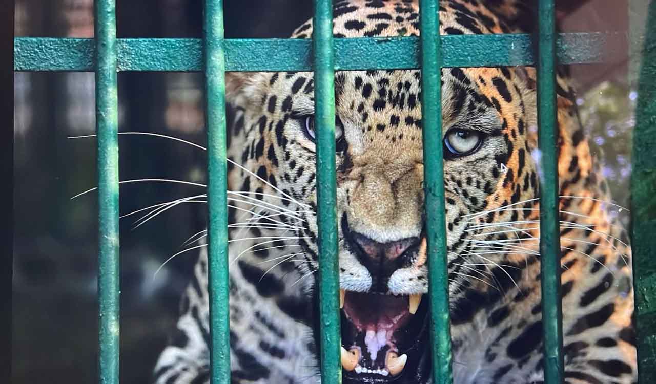Opinion: Spotted saviours of ecosystems and urban balance