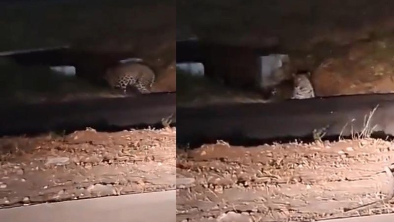 Leopard sighting at Pune airport: Forest Dept intensifies search, flight operations unaffected