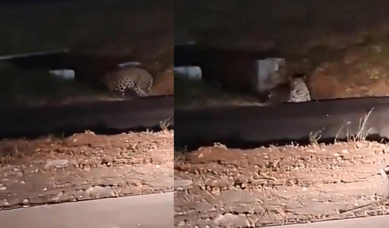 Leopard sighting at Pune airport: Forest Dept intensifies search, flight operations unaffected