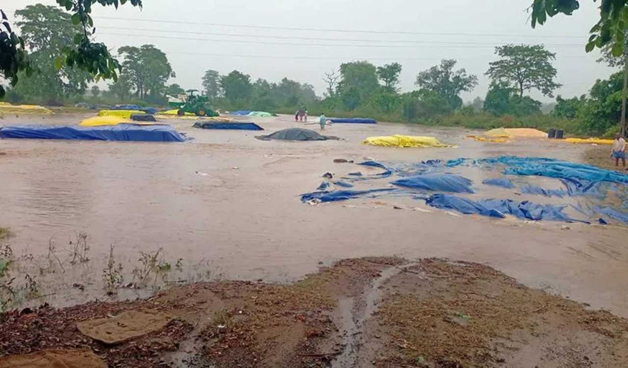 Telangana: Unseasonal rains damage paddy in Mulugu