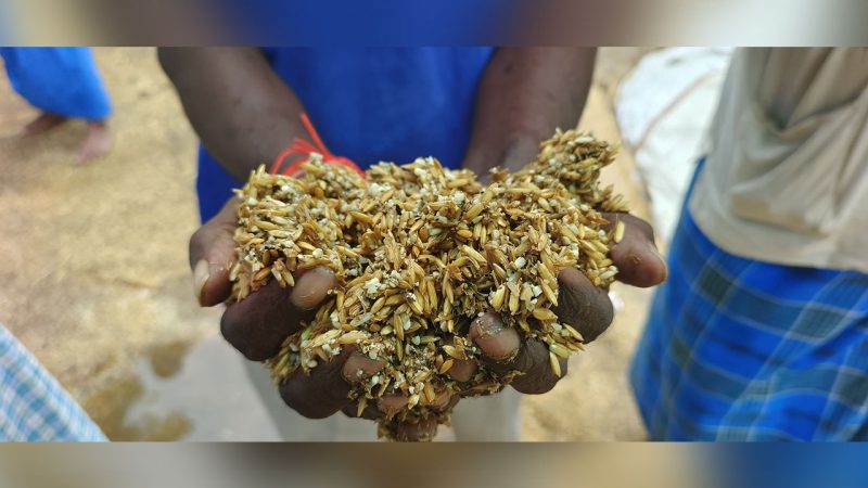 Incessant rain forecast in Telangana to impact paddy procurement operations