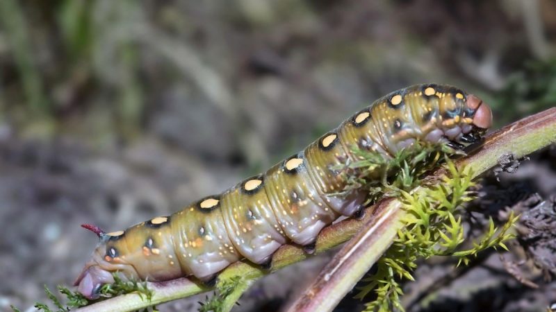 Strange New Worm Found Off Spain's Coast Can Shrinks to One-Fifth Its Size