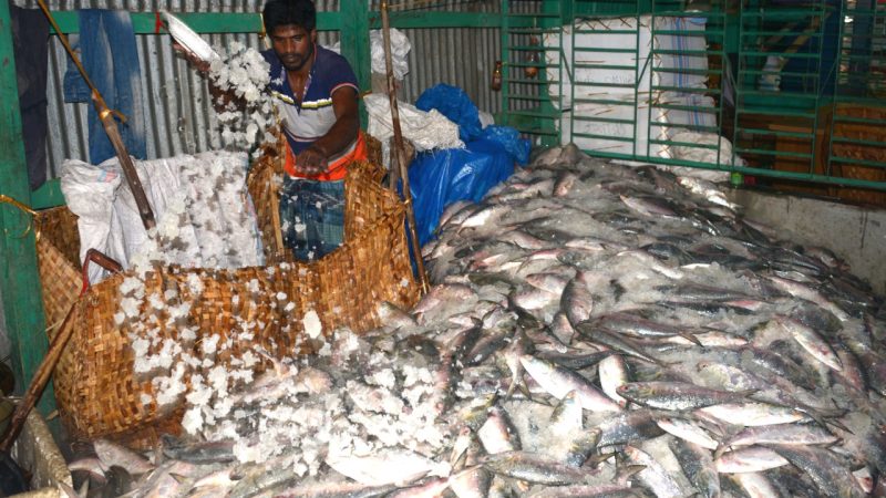 India’s seafood exports increase despite global uncertainties
