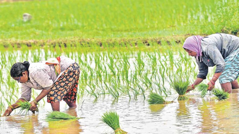 Telangana: Farmers await Rythu Bharosa as Yasangi harvest nears end
