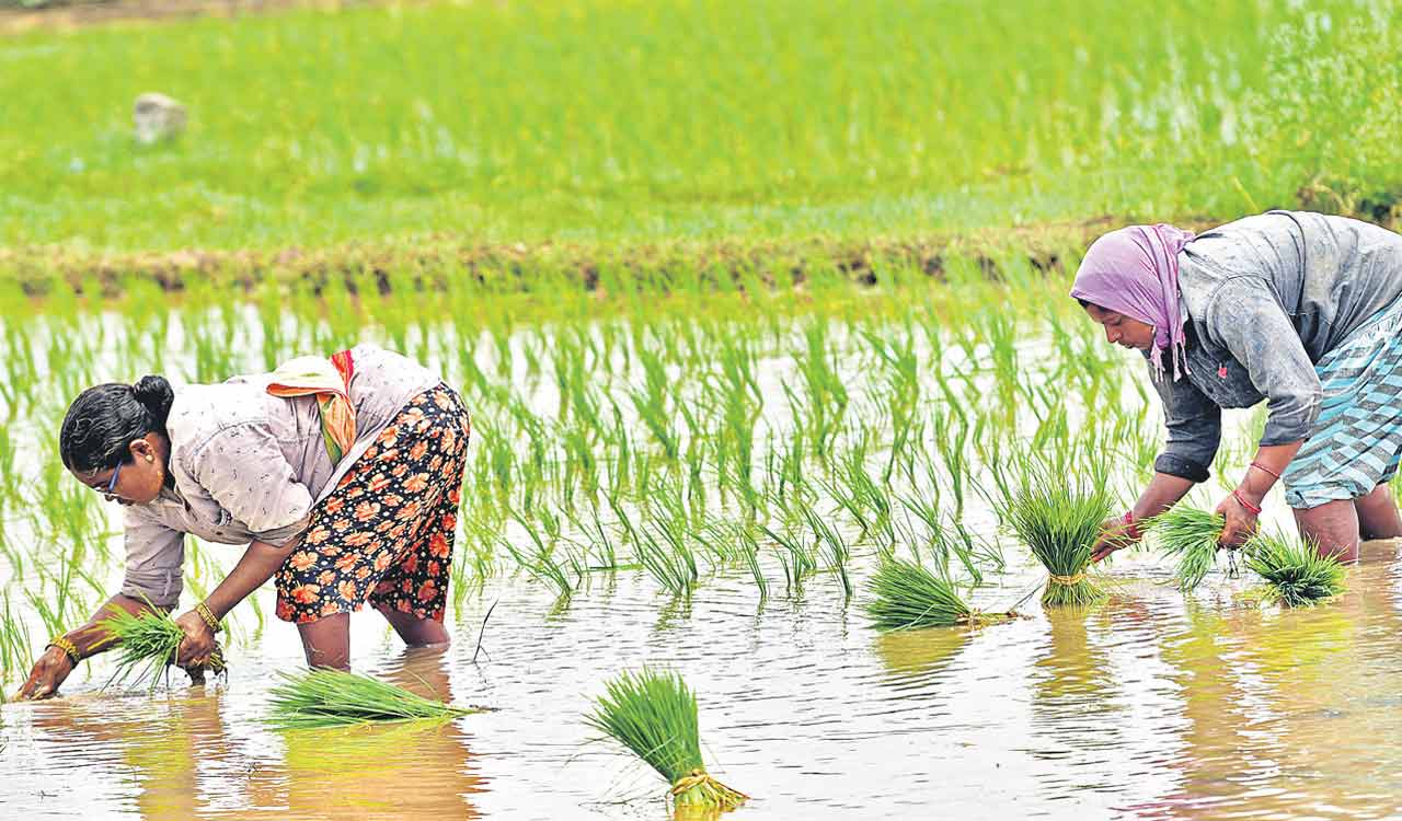 Telangana: Farmers await Rythu Bharosa as Yasangi harvest nears end