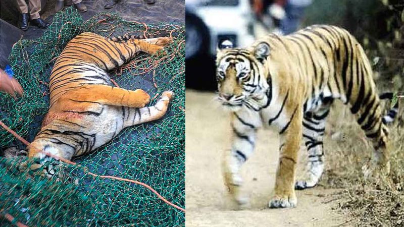 One tiger killed, another injured in territorial fight in Maharashtra’s Tadoba