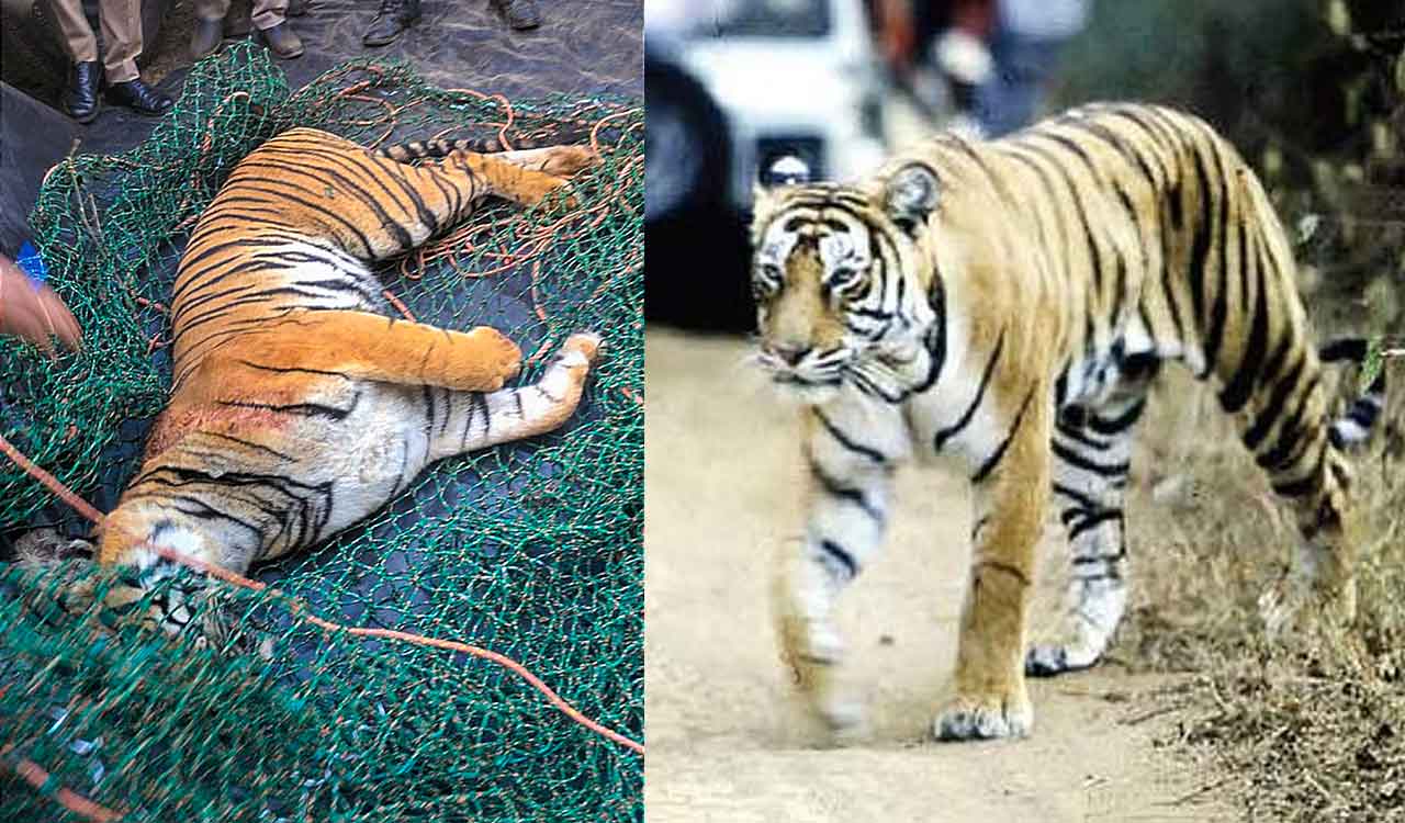 One tiger killed, another injured in territorial fight in Maharashtra’s Tadoba