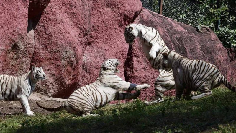 Hyderabad zoo set to take visitors closer to tigers