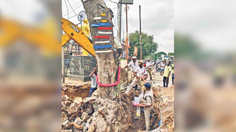 Hyderabad: Tree relocated from Lothukunta Y-Junction to ITI College campus in Alwal to ease traffic flow