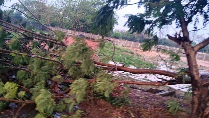 Telangana: Rains flood paddy procurement centres across erstwhile Medak district