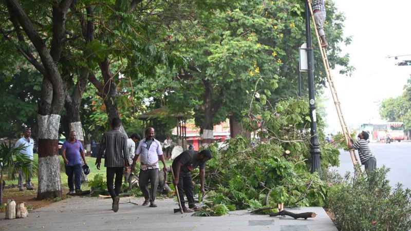 Hyderabad: Several trees pruned on Tank Bund amid summer