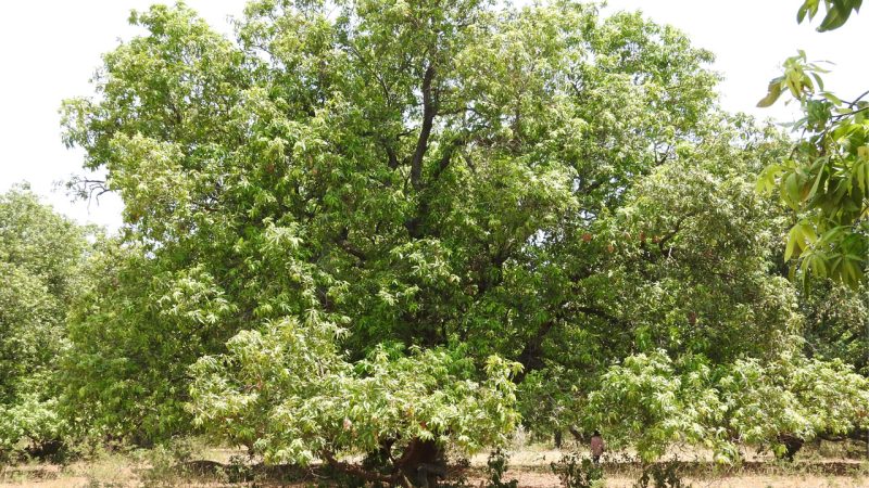 Unseasonal rains wreak havoc on Mango farmers in Mancherial