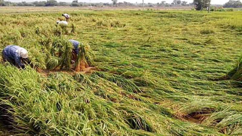 Heavy rains play havoc with Rabi farmers across many districts