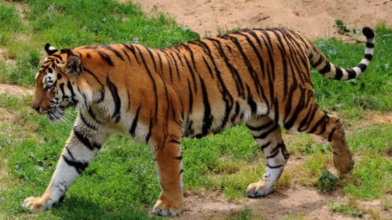 Telangana: 12 suspects detained for poaching tiger in Asifabad