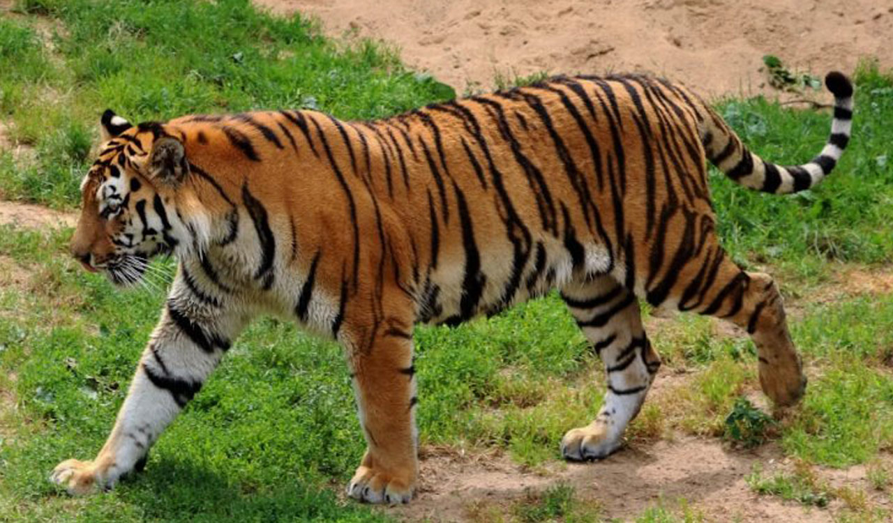 Telangana: 12 suspects detained for poaching tiger in Asifabad